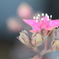 初めて見るお花