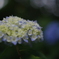 紫陽花