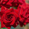 Red rose...1