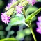 1番好きな花