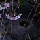 へそ石様と桜