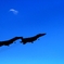 fly higher