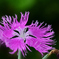 D7K_7380R