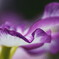 花菖蒲