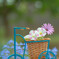 Horticultural Therapy