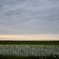 夕暮れの田園
