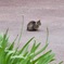 鶴舞公園　猫