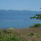 湖岸に咲く黄色い花