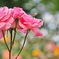 薔薇と蜂