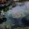 池の中の魚