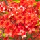 桜の片隅で