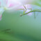 _mantis:hide