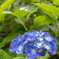 紫陽花が咲く頃