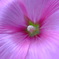 華 #158