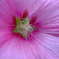 華 #159