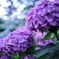 紫陽花の季節
