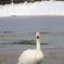 雪と田んぼと氷の中の白鳥