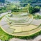 あらぎ島の田植え