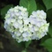 Heart-shaped