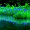水面花