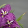 菖蒲
