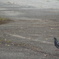 鳩さん