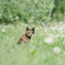 6月の風❁*.ﾟ
