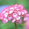 君は薔薇より・・♪