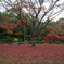 紅葉のじゅうたん