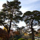 晩秋〜とある大学構内の紅葉