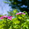 夏の日の‥紫陽花