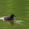 カイツブリ 2005251 
