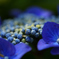 紫陽花②
