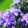 紫陽花