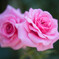 薔薇