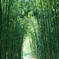 竹林遊歩道