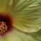 花　その137