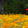 森の花園ーⅠ