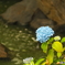 川沿いの紫陽花