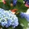 紫陽花