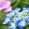 仕事先庭の紫陽花