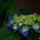 紫陽花3