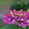 紫陽花4