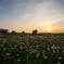 花菖蒲の夕暮れ
