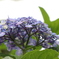 紫陽花の木