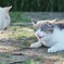 バトル