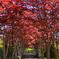 春紅葉のトンネル