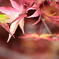 夜の紅葉