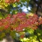 紅葉