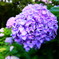 華PHOTO#34